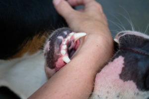 Steps to take after a dog attack